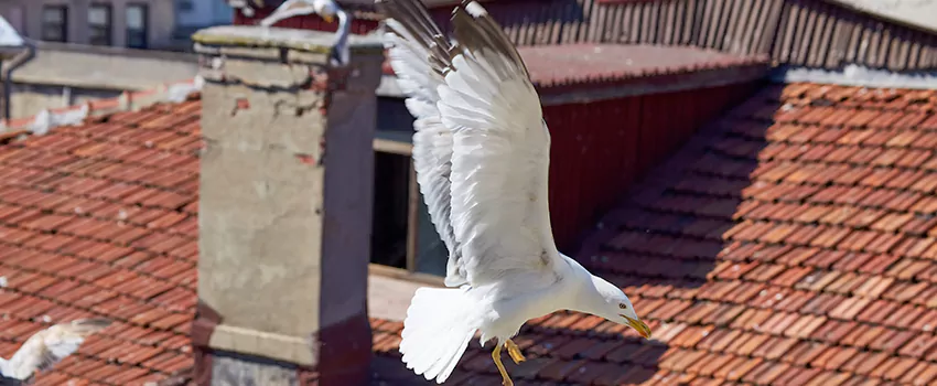 Residential Chimney Animal Removal Solution in Baldwin, PA